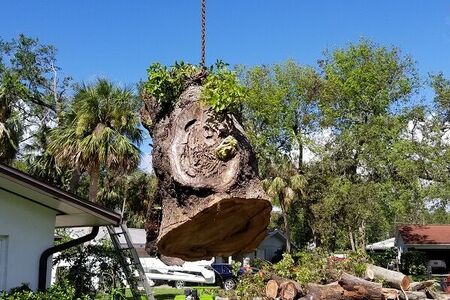 Part of a tree being removed via a crane.