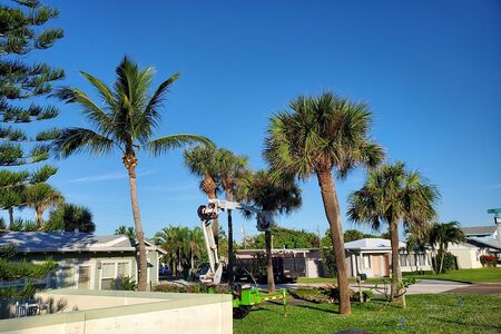 Palm Pruning in Cocoa Beach Florida