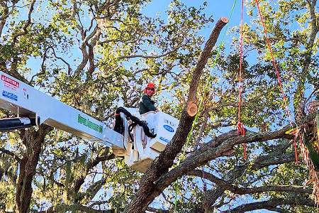Tree Trimming in Cocoa Beach, Florida