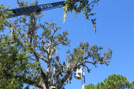 Crane Service for a Tree Removal in Merritt Island, Fl.