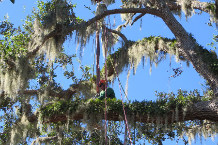 Tree Trimming and Tree Removal service in Rockledge, Florida