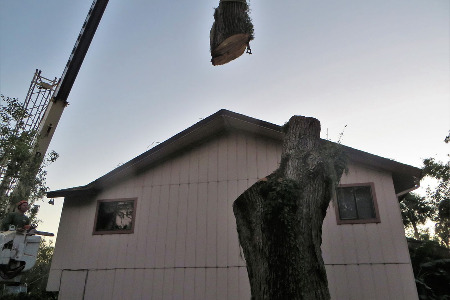 Crane Service for a Tree Removal in Titusville, Florida