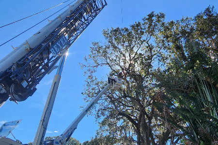 Crane Service and Tree Removal in Rockledge, Florida