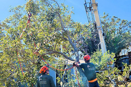 Tree Trimming in Titusville, Florida