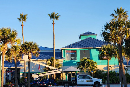 Palm Trimming Service in Brevard County, Florida