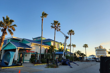 Palm Pruning Service in Brevard County, Florida