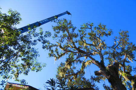 Tree trimming in Brevard County, Florida