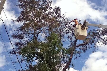 main in bucket truck trimming trees in Rockledge, Florida