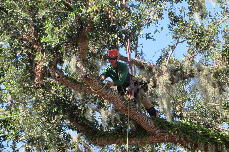 crane during tree removal in Melbourne Beach, Florida