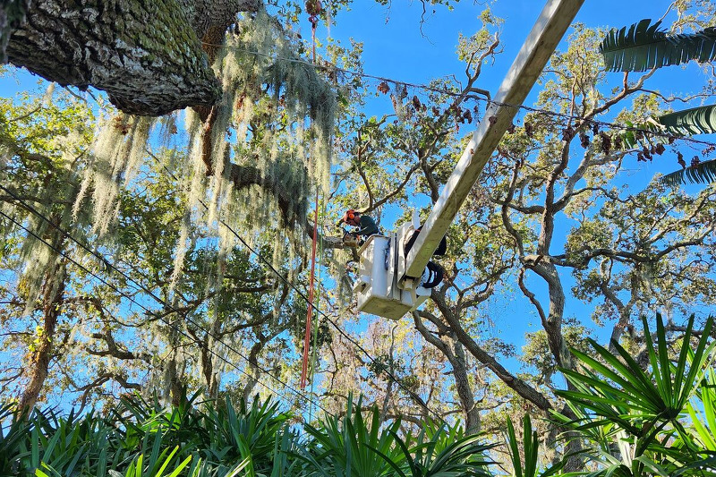 Tree Trimming and Pruning in Titusville, Florida