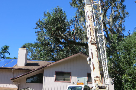 crane during tree removal in Indialantic, Florida