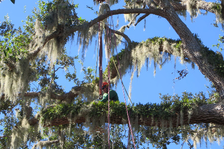 crane during tree removal in Brevard County, Florida
