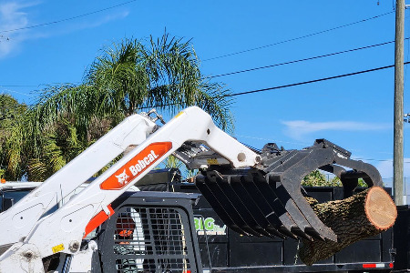 debris removal after tree service in Melbourne, Florida