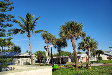 Palm Tree pruning and trimming service in Cocoa Beach, Florida