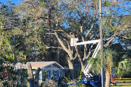 tree removal in Brevard County, Florida