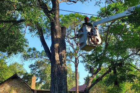 Tree Trimming and Pruning in Brevard County, Florida
