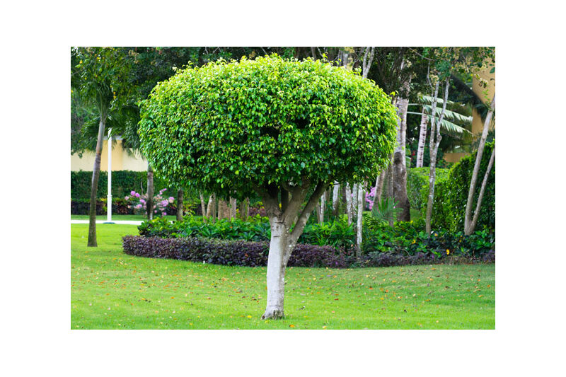 A tree that has been shaped by Big Wood Tree Service in Brevard County, Florida