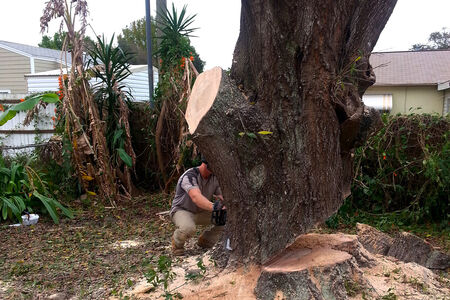 Man behind a large tree stump that has been cut and is held up by a crane in Brevard County FL