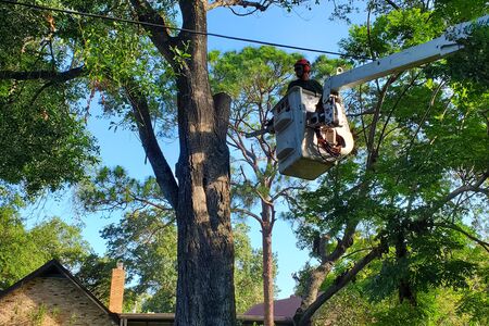 Man in the bucket of a bucket truck trimming branches - Tree Service in Brevard County, FLorida