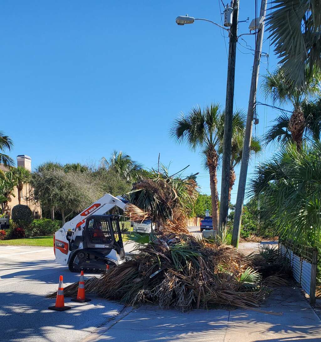 Small bulldozer pushes dead palm tree debris in a pile.