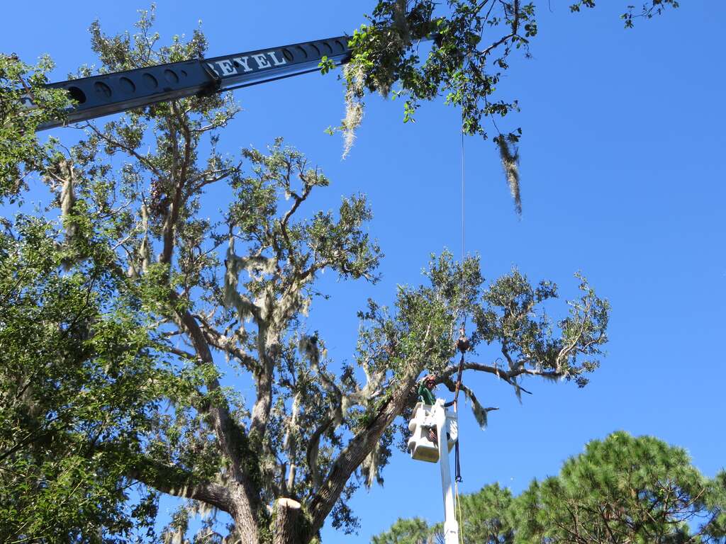Crane arm in the air, while a man in the bucket of a bucket truck attaches the rope around an oak branch.