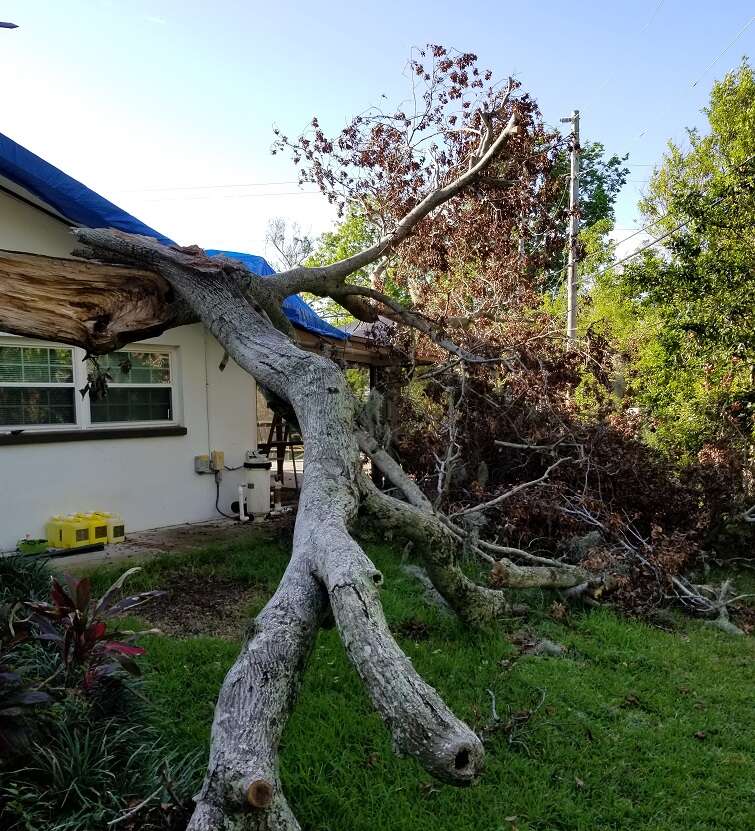 Large tree branch that fell on a roof